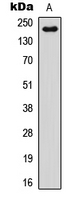 Western blot analysis of NOTCH4 expression in HEK293T (A) whole cell lysates.