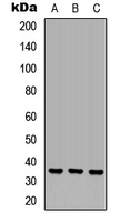 Western blot analysis of OR6N1 expression in HEK293T (A); Raw264.7 (B); H9C2 (C) whole cell lysates.
