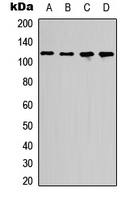 Western blot analysis of p107 expression in HEK293T (A); COLO205 (B); Raw264.7 (C); PC12 (D) whole cell lysates.
