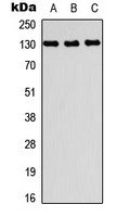 Western blot analysis of PRDM10 expression in A549 (A); NS-1 (B); H9C2 (C) whole cell lysates.