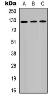 Western blot analysis of RB2 expression in Jurkat (A); NIH3T3 (B); PC12 (C) whole cell lysates.