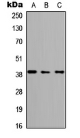 Western blot analysis of ABHD4 expression in HEK293T (A); Raw264.7 (B); H9C2 (C) whole cell lysates.