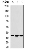 Western blot analysis of ACOT9 expression in HEK293T (A); Raw264.7 (B); H9C2 (C) whole cell lysates.