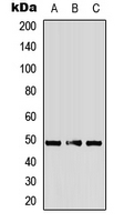 Western blot analysis of Alpha-2A Adrenergic Receptor expression in HepG2 (A); mouse heart (B); rat heart (C) whole cell lysates.