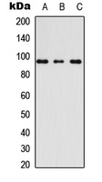 Western blot analysis of AKAP3 expression in Raw264.7 (A); HeLa (B); H9C2 (C) whole cell lysates.