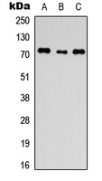 Western blot analysis of ANO1 expression in HEK293T (A); H9C2 (B); HeLa (C) whole cell lysates.