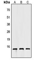 Western blot analysis of Apolipoprotein C4 expression in HEK293T (A); NS-1 (B); H9C2 (C) whole cell lysates.