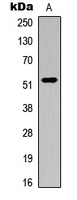 Western blot analysis of ATG4C expression in K562 (A) whole cell lysates.