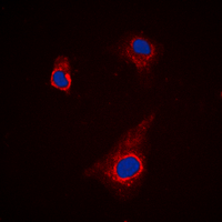 Immunofluorescent analysis of ATG4C staining in K562 cells. Formalin-fixed cells were permeabilized with 0.1% Triton X-100 in TBS for 5-10 minutes and blocked with 3% BSA-PBS for 30 minutes at room temperature. Cells were probed with the primary antibody in 3% BSA-PBS and incubated overnight at 4 ��C in a hidified chamber. Cells were washed with PBST and incubated with a DyLight 594-conjugated secondary antibody (red) in PBS at room temperature in the dark. DAPI was used to stain the cell nuclei (blue).