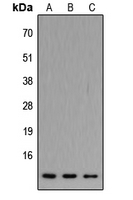 Western blot analysis of ATP5JL expression in HEK293T (A); Raw264.7 (B); H9C2 (C) whole cell lysates.
