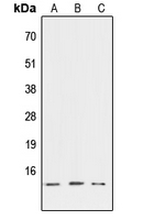 Western blot analysis of ATP6V1G3 expression in HEK293T (A); NIH3T3 (B); PC12 (C) whole cell lysates.