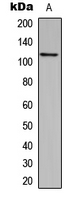 Western blot analysis of CEP110 expression in MCF7 (A) whole cell lysates.