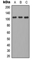 Western blot analysis of CD101 expression in HEK293T (A); mouse brain (B); H9C2 (C) whole cell lysates.