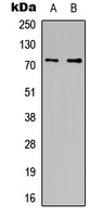 Western blot analysis of CDC16 expression in HeLa (A); HT1080 (B) whole cell lysates.