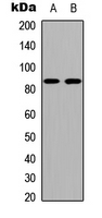 Western blot analysis of Cadherin 19 expression in COLO205 (A); NIH3T3 (B) whole cell lysates.