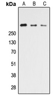 Western blot analysis of CELSR3 expression in HEK293T (A); NS-1 (B); PC12 (C) whole cell lysates.