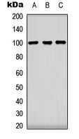 Western blot analysis of CLOCK expression in HeLa (A); HEK293T (B); NIH3T3 (C) whole cell lysates.