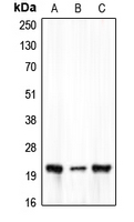 Western blot analysis of Claudin 7 expression in HEK293T (A); Raw264.7 (B); rat heart (C) whole cell lysates.