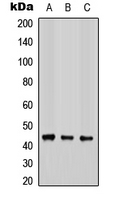 Western blot analysis of COX15 expression in HEK293T (A); Raw264.7 (B); PC12 (C) whole cell lysates.