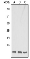 Western blot analysis of COX7B1 expression in HeLa (A); Raw264.7 (B); H9C2 (C) whole cell lysates.