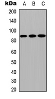 Western blot analysis of CPXM2 expression in MCF7 (A); NS-1 (B); H9C2 (C) whole cell lysates.