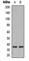 Western blot analysis of ICER expression in HeLa (A); Raw264.7 (B) whole cell lysates.