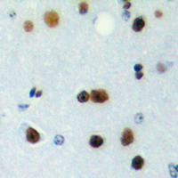Immunohistochemical analysis of ICER staining in human brain formalin fixed paraffin embedded tissue section. The section was pre-treated using heat mediated antigen retrieval with sodium citrate buffer (pH 6.0). The section was then incubated with the antibody at room temperature and detected using an HRP conjugad compact polymer system. DAB was used as the chromogen. The section was then counterstained with haematoxylin and mounted with DPX.