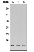 Western blot analysis of DNAL4 expression in HeLa (A); Raw264.7 (B); H9C2 (C) whole cell lysates.