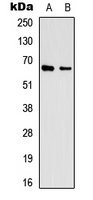 Western blot analysis of EIF3L expression in HEK293 (A); A431 (B) whole cell lysates.