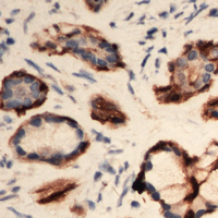 Immunohistochemical analysis of EIF3L staining in human Pancreas formalin fixed paraffin embedded tissue section. The section was pre-treated using heat mediated antigen retrieval with sodium citrate buffer (pH 6.0). The section was then incubated with the antibody at room temperature and detected using an HRP conjugad compact polymer system. DAB was used as the chromogen. The section was then counterstained with haematoxylin and mounted with DPX.
