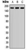 Western blot analysis of EIF4G1 (pS1148) expression in THP1 (A); Raw264.7 (B); PC12 (C) whole cell lysates.