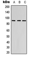 Western blot analysis of EMR2 expression in HEK293T (A); Raw264.7 (B); PC12 (C) whole cell lysates.