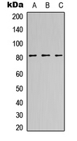 Western blot analysis of CANP expression in HeLa (A); NS-1 (B); H9C2 (C) whole cell lysates.