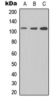 Western blot analysis of CD307e expression in Jurkat (A); NS-1 (B); PC12 (C) whole cell lysates.