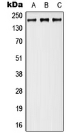 Western blot analysis of Neurocan expression in MCF7 (A); Raw264.7 (B); H9C2 (C) whole cell lysates.