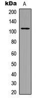 Western blot analysis of GABBR1 expression in SHSY5Y (A) whole cell lysates.
