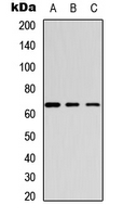 Western blot analysis of GABRB1 (pS434) expression in HeLa (A); mouse brain (B); rat brain (C) whole cell lysates.