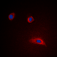 Immunofluorescent analysis of GAP43 staining in HeLa cells. Formalin-fixed cells were permeabilized with 0.1% Triton X-100 in TBS for 5-10 minutes and blocked with 3% BSA-PBS for 30 minutes at room temperature. Cells were probed with the primary antibody in 3% BSA-PBS and incubated overnight at 4 deg C in a hidified chamber. Cells were washed with PBST and incubated with a DyLight 594-conjugated secondary antibody (red) in PBS at room temperature in the dark. DAPI was used to stain the cell nuclei (blue).