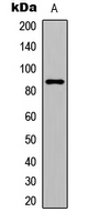 Western blot analysis of GIT2 expression in MCF7 (A) whole cell lysates.