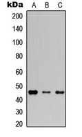 Western blot analysis of Connexin 46 expression in HEK293T (A); Raw264.7 (B); H9C2 (C) whole cell lysates.