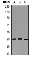 Western blot analysis of Granzyme M expression in HeLa (A); PC12 (B); NS-1 (C) whole cell lysates.