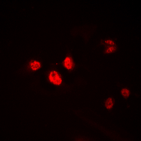 Immunofluorescent analysis of HEN1/2 staining in HEK293T cells. Formalin-fixed cells were permeabilized with 0.1% Triton X-100 in TBS for 5-10 minutes and blocked with 3% BSA-PBS for 30 minutes at room temperature. Cells were probed with the primary antibody in 3% BSA-PBS and incubated overnight at 4 deg C in a hidified chamber. Cells were washed with PBST and incubated with a DyLight 594-conjugated secondary antibody (red) in PBS at room temperature in the dark. DAPI was used to stain the cell nuclei (blue).