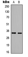 Western blot analysis of BRAF35 expression in HeLa (A); HEK293T (B) whole cell lysates.