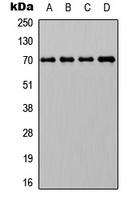 Western blot analysis of HSP70 expression in HepG2 (A); Jurkat (B); Raw264.7 (C); PC12 (D) whole cell lysates.