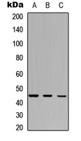 Western blot analysis of IDO2 expression in HepG2 (A); Raw264.7 (B); PC12 (C) whole cell lysates.