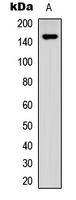 Western blot analysis of SHIP1 (pY1021) expression in PC3 (A) whole cell lysates.