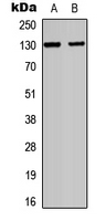 Western blot analysis of CD103 expression in HEK293T (A); H9C2 (B) whole cell lysates.