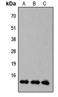 Western blot analysis of KLF10/11 expression in HEK293T (A); Raw264.7 (B); PC12 (C) whole cell lysates.