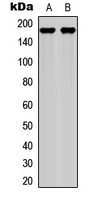 Western blot analysis of Laminin gamma 1 expression in PC3 (A); COS7 (B) whole cell lysates.