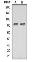 Western blot analysis of HSL (pS552) expression in HeLa (A); HEK293T (B) whole cell lysates.
